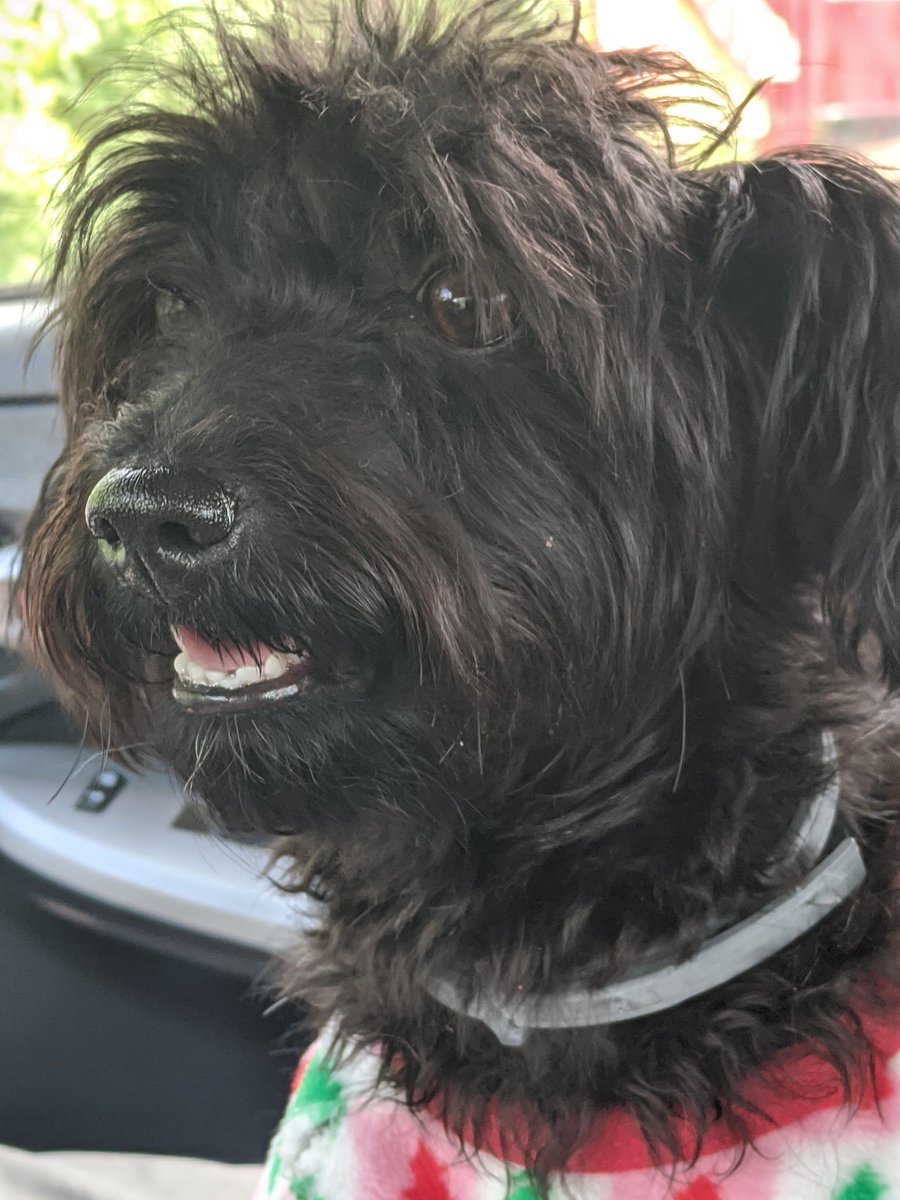 Meet my new rescue!! Lady Stella!! She is a 9 month old Yorkie Poo