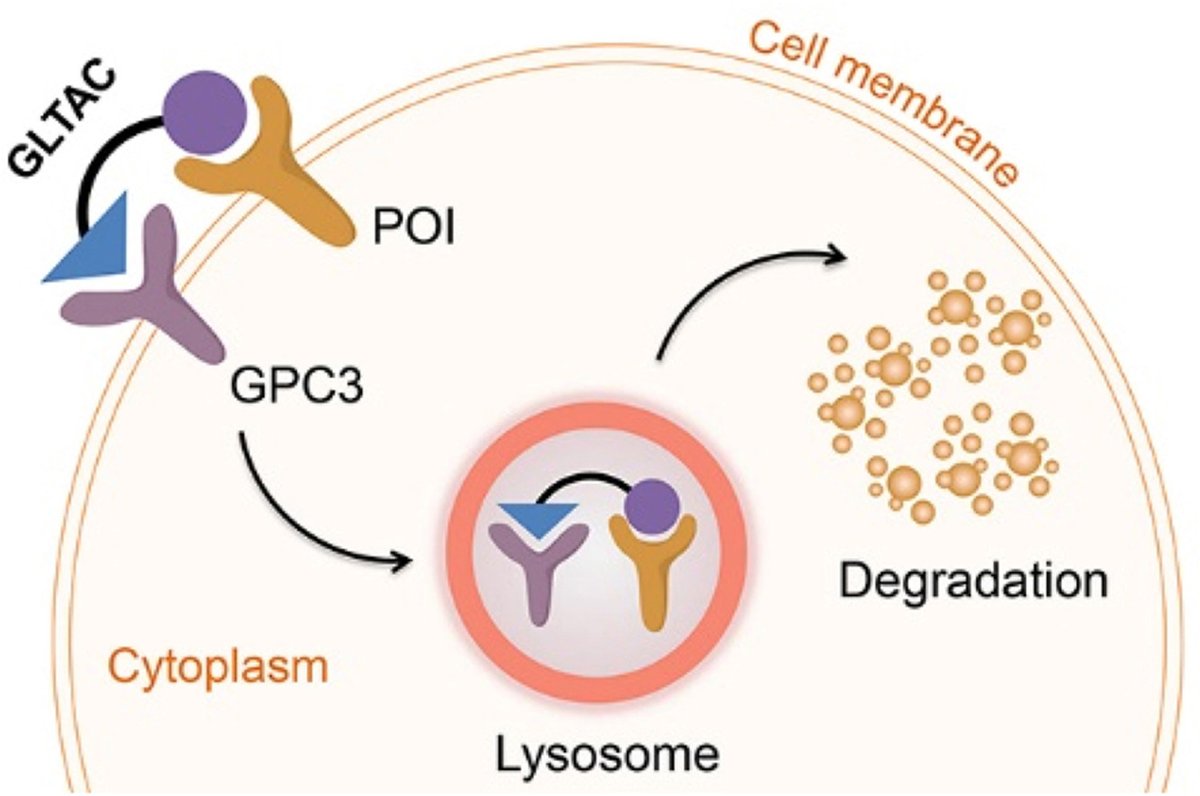 ActaPharmSinB's tweet photo. Article✍️#GPC3-mediated #lysosome-targeting chimeras (#GLTACs) for targeted #degradation of membrane #proteins. From Dr. Sheng @NavalMedicalUniversity; @ELSpharma. 
https://t.co/kBWWkOMMVv. https://t.co/owOmLg6ljq