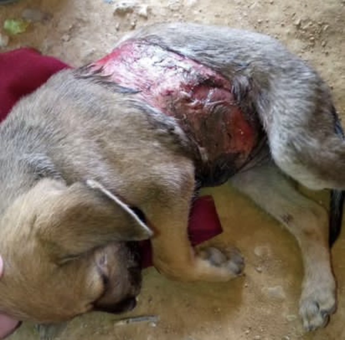 EMERGENCY❗️

We just rescued this baby😭Unfortunately she was run over and left her in this terrible state💔Please We beg everyone for the maximum possible collaboration to save this princess🙏We’re already on our way to the vet with her🚨

paypal.me/mongrelsh