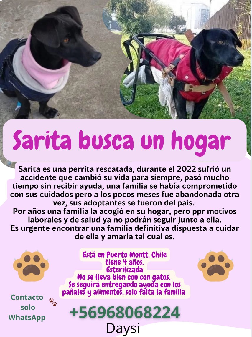 Dani🐈🐶🐾🐾 (@danii_mptco) on Twitter photo ¿Nos ayudarían a compartir el caso de Sarita por favor? Esta amiguita necesita difusión, es importante y urgente encontrar una familia, no hay apoyo en la región #Chile
<a href="/supercanchile/">Fundación SuperCan</a> <a href="/Kristian_Mella/">Que harás con tu libertad? Salvarlos a ellos 🐱🐶</a> <a href="/MascotasChile/">MascotasDeChile</a> <a href="/PerrosPlazaHuem/">Perras Tuiteras🐾 Barrio Franklin 🇨🇱🐶🐱</a> <a href="/fucancl/">Santuariofucan</a>
Si pudieran compartir 🙏🏻 ¿Nos ayudarían a compartir el caso de Sarita por favor? Esta amiguita necesita difusión, es importante y urgente encontrar una familia, no hay apoyo en la región #Chile
<a href="/supercanchile/">Fundación SuperCan</a> <a href="/Kristian_Mella/">Que harás con tu libertad? Salvarlos a ellos 🐱🐶</a> <a href="/MascotasChile/">MascotasDeChile</a> <a href="/PerrosPlazaHuem/">Perras Tuiteras🐾 Barrio Franklin 🇨🇱🐶🐱</a> <a href="/fucancl/">Santuariofucan</a>
Si pudieran compartir 🙏🏻