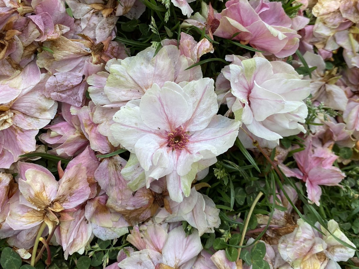 散った🌸ちと枯れてた😅
誰かハート💗型にしてくれた？！
