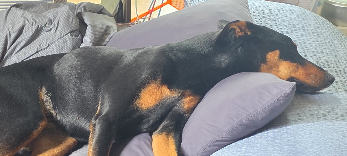 어제 자본주의 힐포션으로
아침에 가뿐함을 느낀 3n살 가미 
신나서 뛰쳐나가려다 

알파카의 묵직한 역진화론 얻어먹고 
다시 요양행.

자본주의 체력회복으로 
침대안에서 최대한 놀아보는중 
(플레이브 플리 틀고 내적댄스 낭낭하게 다리떨기)

덧.
2시간 산책 10분으로 너프먹고 풀죽은 4년n개월