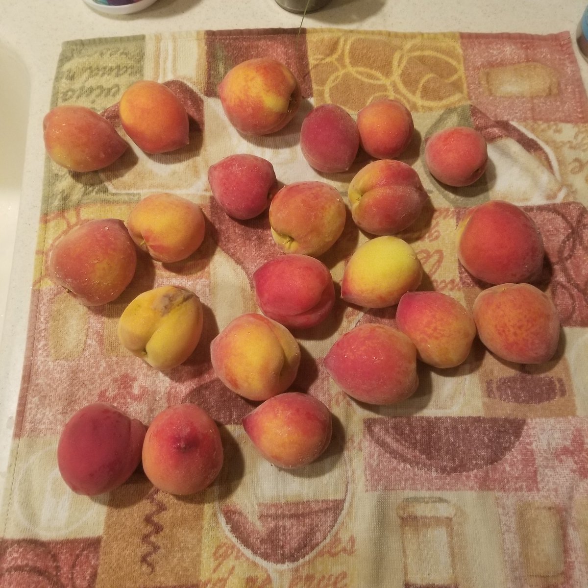 First Harvest
#peaches
#beforethebirds
#urbanfarmer