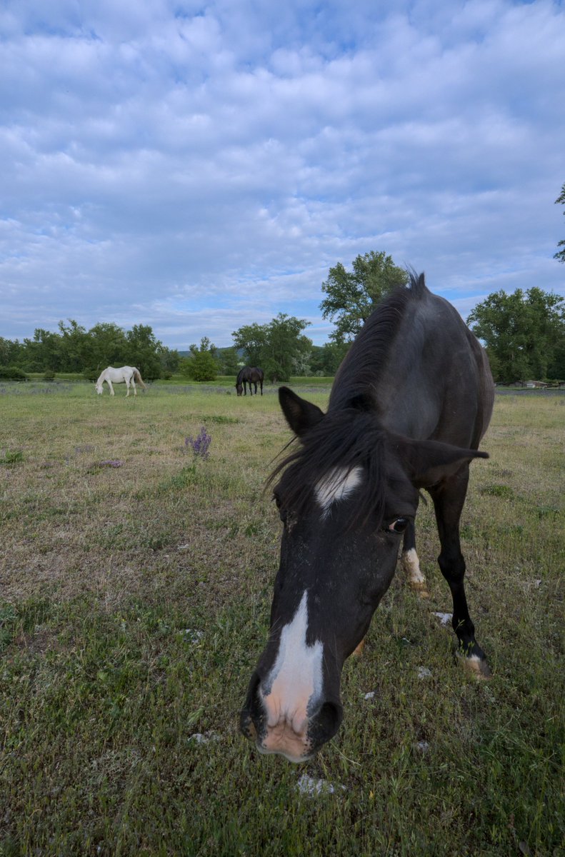 PlanitiaSpectra's tweet photo. Curious horse in the foreground with two more grazing under a soft blue sky 🐎👀🌾
#horseencounter #equinecuriosity #countrylife #meadowmood #horsesofnature #cloudscape #animalportrait #ruralscene #gentlegiants https://t.co/patzdKQgKe