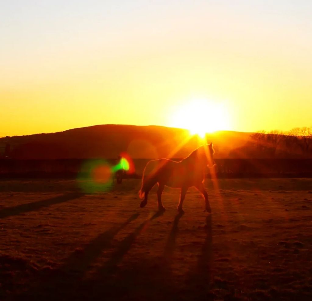 We are loving the longer, lighter days. How are you spending your evenings? 

#ClyneFarmCentre #LoveGower #Horses #Sunset #BST #VisitWales