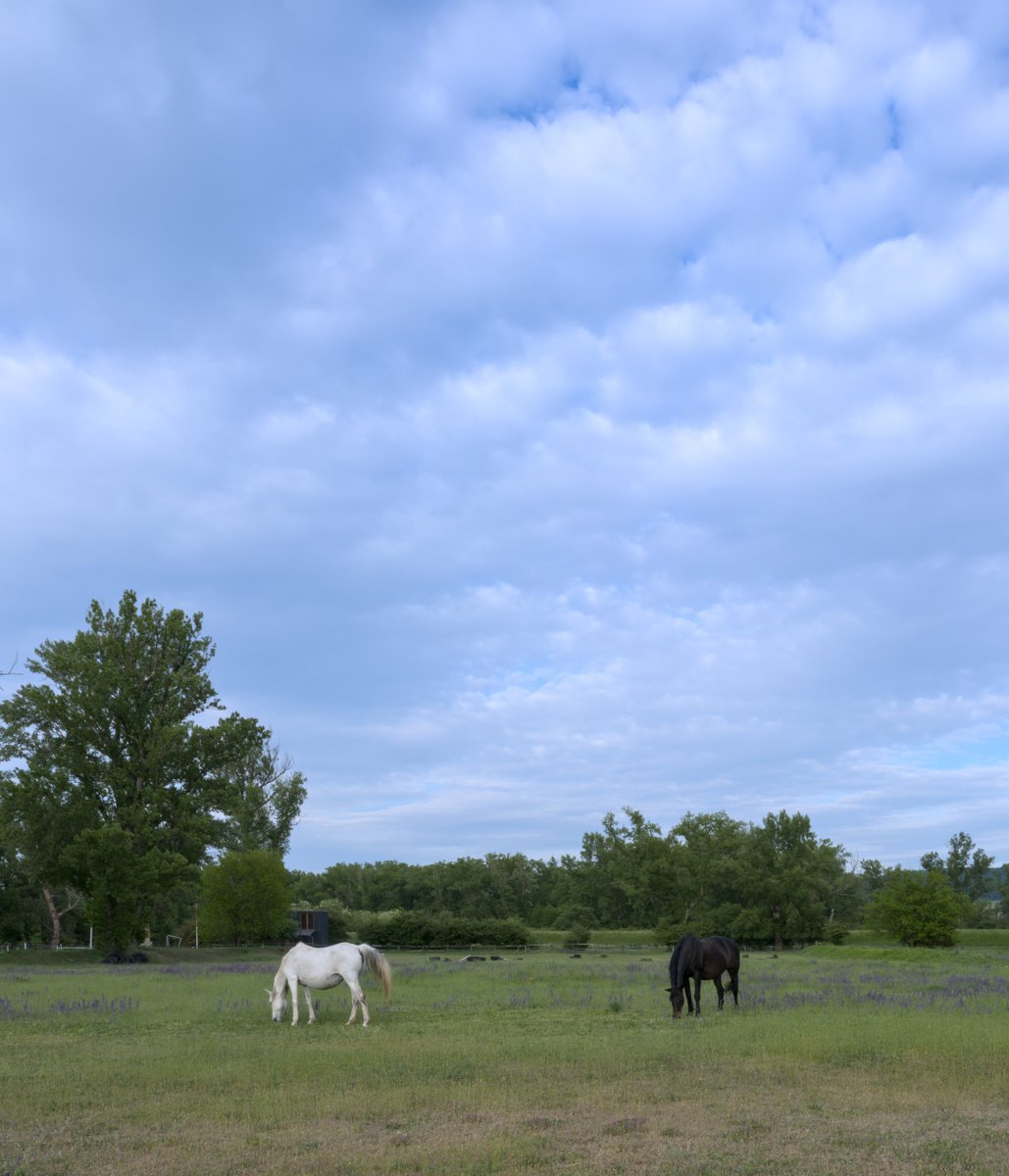 PlanitiaSpectra's tweet photo. Black and white horses grazing quietly in a green field under soft morning clouds 🖤🤍🌱
#grazinghorses #pastureview #horsesinfield #equinescenery #peacefulnature #countryphotography #cloudyday #calmlandscape #morningpasture https://t.co/DceuIMWopy