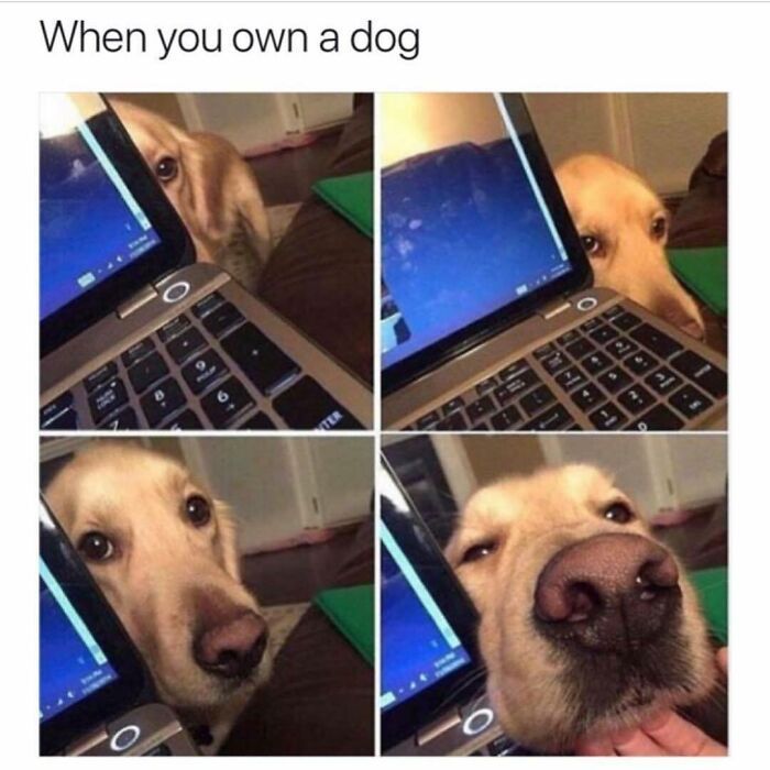 out of context dogs (@contextdogs) on Twitter photo 