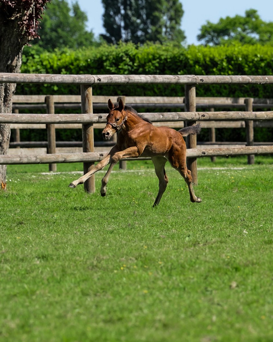😍 A beautiful #AceImpact filly for today’s #FoalFriday! 

She is out of Dubawi mare #Cloudy daughter of the champion Moonlight Cloud 😍