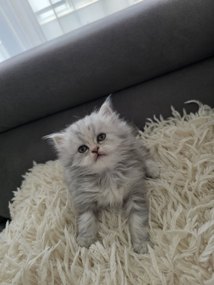 Лепотицава наскоро ќе биде спремна за ново домче 🥹
Инфо во ДМ ,)