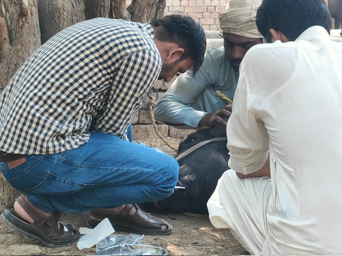 Aamer Hayat Bhandara (@aamerbhandara) on Twitter photo Livestock is asset of farmer & if animals are sick it's more painful than own sickness. My Neli Ravi Buffalo required critical surgery & <a href="/PunjabLivestock/">Livestock Punjab</a> UC 26/SP Vet Officer, Dr Adnan visited early morning & saved our beautiful animal. This's <a href="/GovtofPunjabPK/">Government of Punjab</a> officials commitment Livestock is asset of farmer & if animals are sick it's more painful than own sickness. My Neli Ravi Buffalo required critical surgery & <a href="/PunjabLivestock/">Livestock Punjab</a> UC 26/SP Vet Officer, Dr Adnan visited early morning & saved our beautiful animal. This's <a href="/GovtofPunjabPK/">Government of Punjab</a> officials commitment