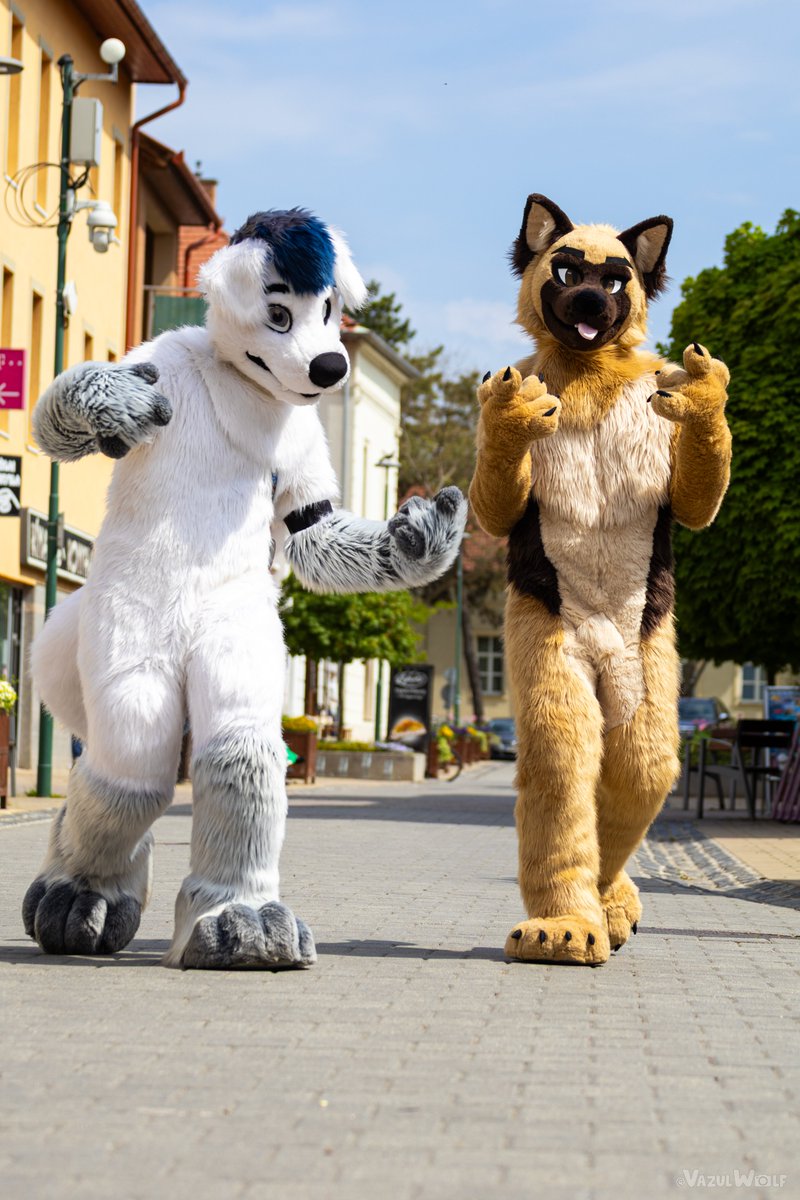 Watch out! Cool dogs coming and spread awesome vibes this #FursuitsFriday 😎
No exception! You MUST join the cool dog gang!

🐶: <a href="/Treff_GSD/">Treff</a> 
📸: <a href="/VazulWolf/">Vazul</a> 

#furry #furryfandom #fursuit #fursuiters #furrycommunity