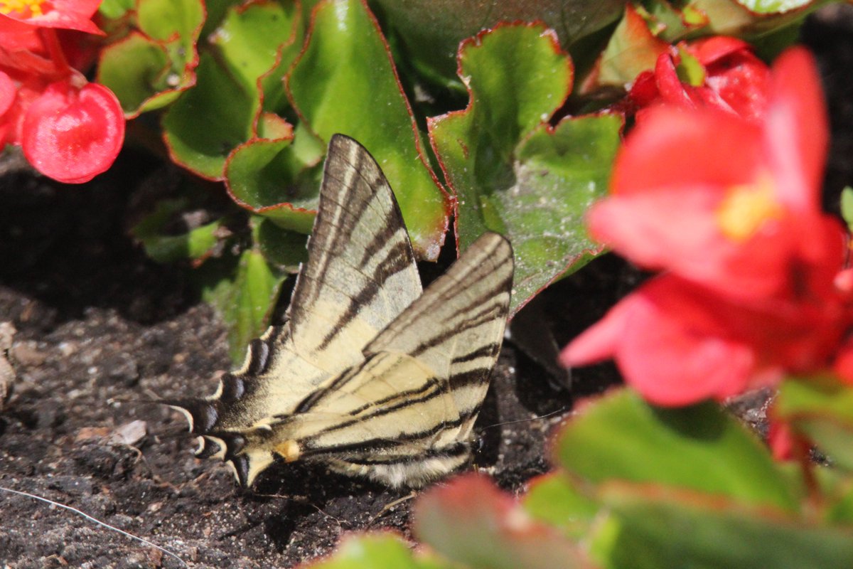 joannalazarow's tweet photo. Paź żeglarz (Iphiclides podalirius)
#motyle #NaturePhotography https://t.co/xIyxCZ4jc7