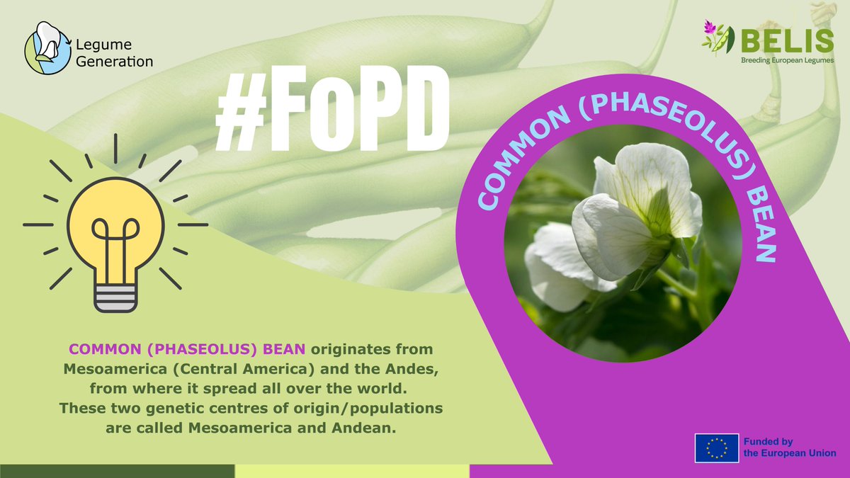 BELIS Project (@belis_eu) on Twitter photo 🤩🌱#FascinationofPlantsDay | Common bean
Phaseolus bean is the world’s 2⃣most grown legume & 🔑to healthy diets.
👉 #LegumeGeneration works to revive EU bean production & cut imports
👉 <a href="/BELIS_EU/">BELIS Project</a> develops tools to speed up breeding & trait selection
ℹ️linkedin.com/feed/update/ur… 🤩🌱#FascinationofPlantsDay | Common bean
Phaseolus bean is the world’s 2⃣most grown legume & 🔑to healthy diets.
👉 #LegumeGeneration works to revive EU bean production & cut imports
👉 <a href="/BELIS_EU/">BELIS Project</a> develops tools to speed up breeding & trait selection
ℹ️linkedin.com/feed/update/ur…