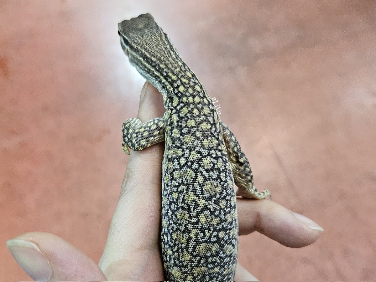 サンドモニター
逃げますが持っても威嚇しない、噛まない子。
大型になるモニターはベビーでも筋肉の付き方がしっかりしてますね。手足も大きく格好良い。

ガラス越しだと逃げずにシャカシャカ手前で動いているので、お店でもじっくり見られます。
(3/7新着に掲載)
【alive-rep.jp】