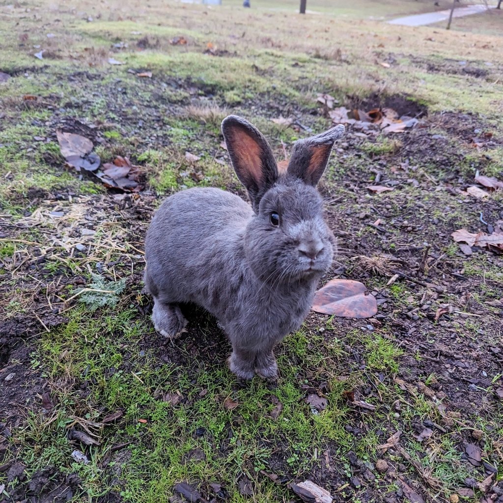 WorldLagomorph's tweet image. A new study used NGS to profile the nasal microbiome of healthy pet rabbits from California and Alabama, revealing rich bacterial and fungal diversity. Mycoplasmawas found in 76% of rabbits, with 23 fungal taxa more common in California.
doi.org/10.1053/j.jepm…