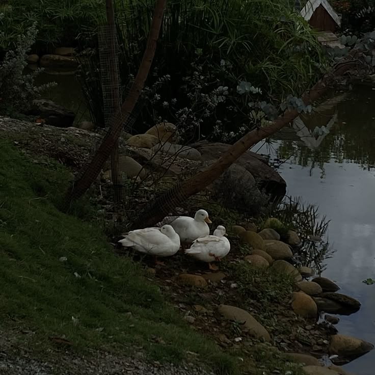 autumn girl tweet media