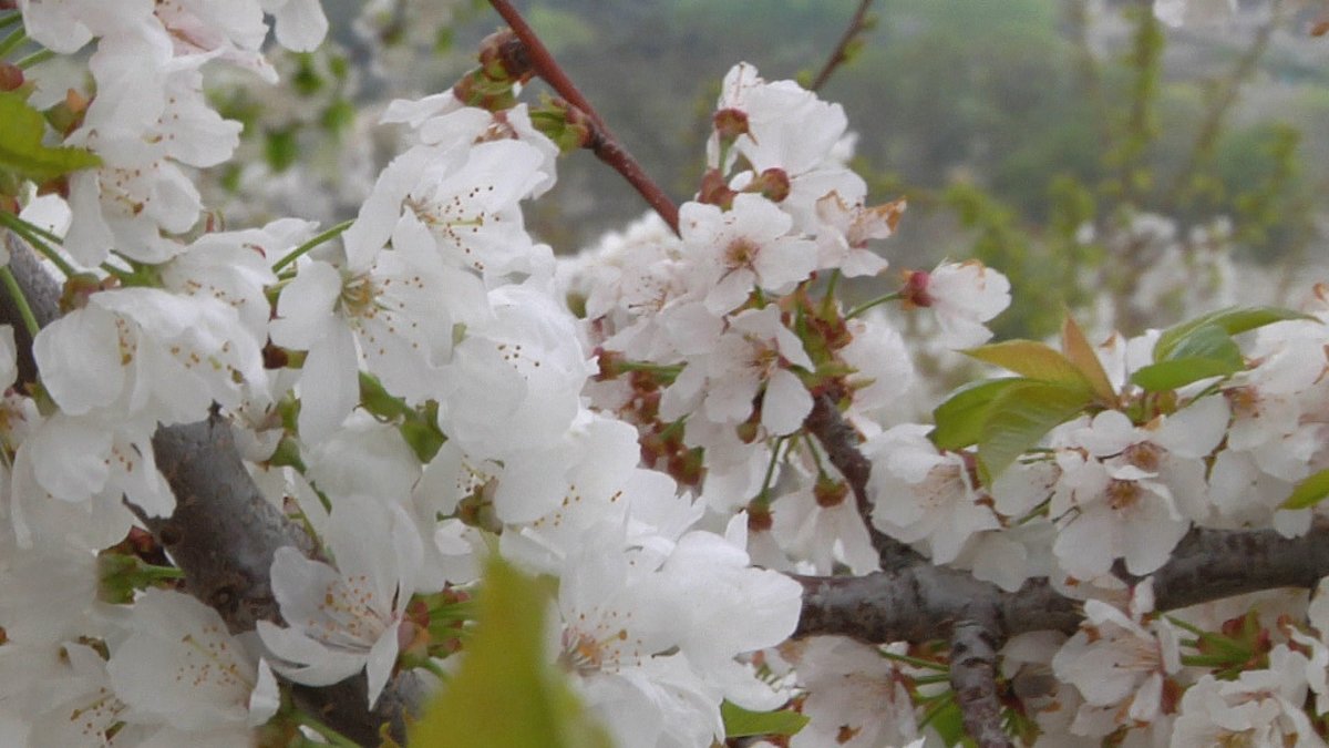 21 millones de viajeros visitan cada año espacios naturales en toda España. Son adultos, viajan en pareja y generalmente sin niños. #ecoturistas #ecoturismo #turismo #reportaje #actualidad #tve #periodismo 
Sabado 24 a las 11:30 en <a href="/la2_tve/">La 2</a> y <a href="/rtveplay/">RTVE Play</a> 
 rtve.es/rtve/20250523/…