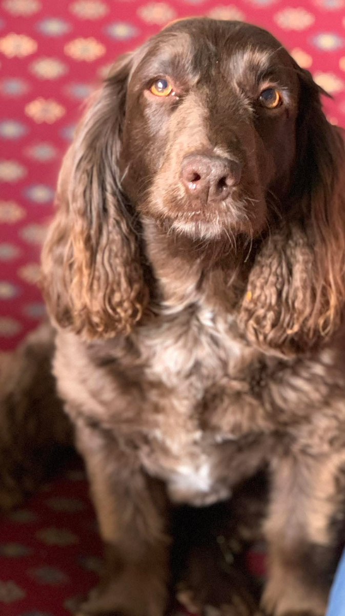 One of many of our furry friends Coco she a beautiful lady 🐶