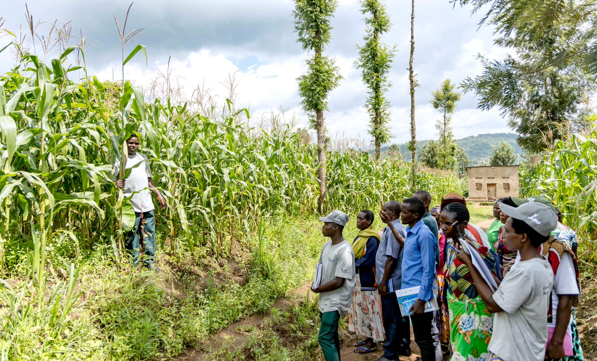 FAO in Rwanda tweet media