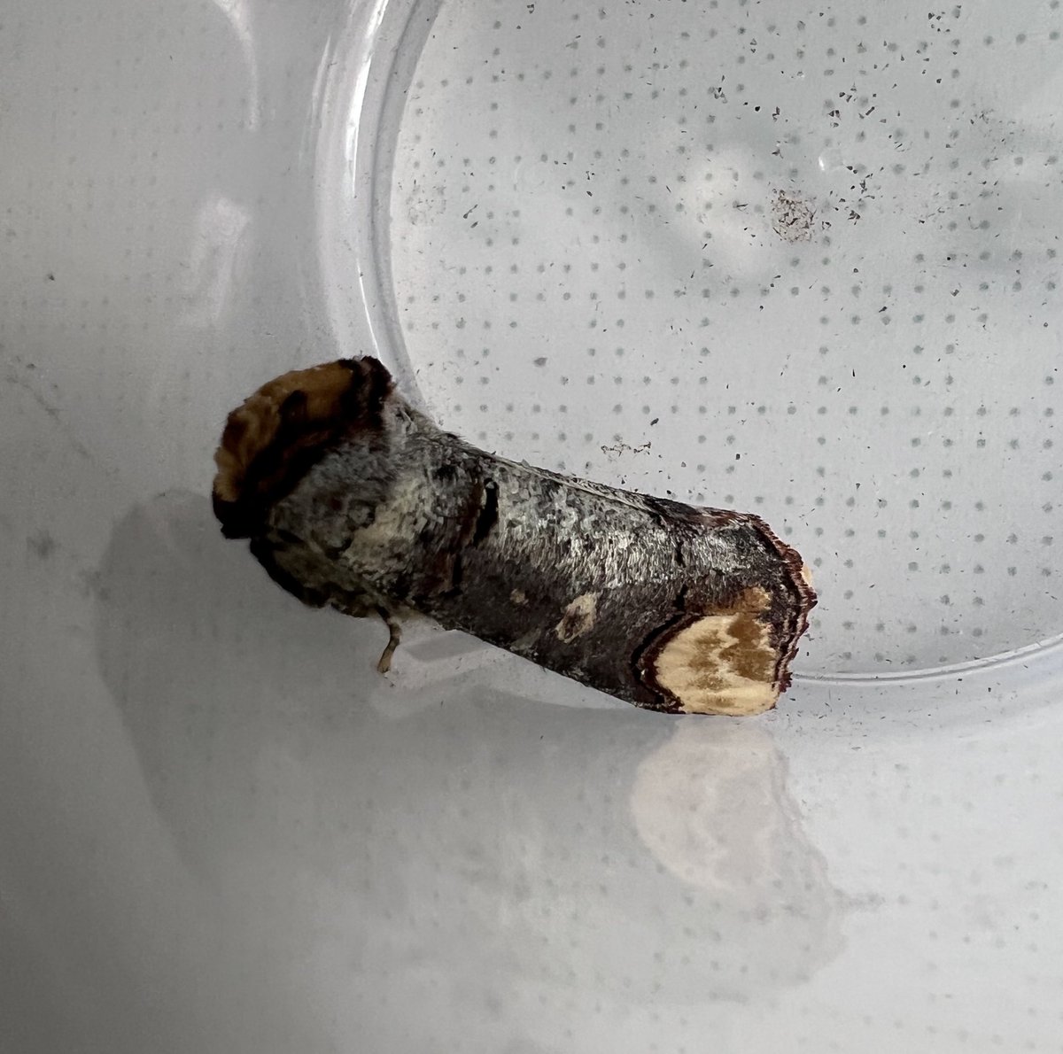 Ruth Newby (@ruth_newby) on Twitter photo Pretty chilly night here, only 14:5, 10 of which were Heart & Dart which clearly donât mind the cold. Buff Ermine was NFY, and it was nice to get another Buff Tip and Rustic Shoulder-knot. <a href="/pmandrews1973/">Phil Andrews</a> <a href="/ivysuckle/">Ivysuckleđ(the garden reef)đ</a> <a href="/BCWarwickshire/">BC Warwickshire</a> <a href="/JulesA4thJuly/">Julie Alexander</a> Pretty chilly night here, only 14:5, 10 of which were Heart & Dart which clearly donât mind the cold. Buff Ermine was NFY, and it was nice to get another Buff Tip and Rustic Shoulder-knot. <a href="/pmandrews1973/">Phil Andrews</a> <a href="/ivysuckle/">Ivysuckleđ(the garden reef)đ</a> <a href="/BCWarwickshire/">BC Warwickshire</a> <a href="/JulesA4thJuly/">Julie Alexander</a>