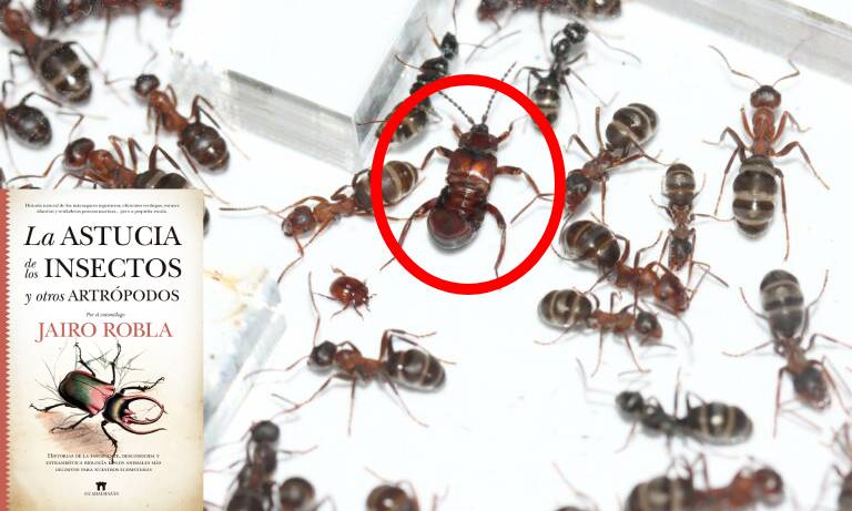 🐜💥 Dentro de cada hormiguero hay un zoológico secreto. Ladrones de olor, jinetes de hormigas y depredadores disfrazados.

Descubre el asombroso mundo de los mirmecófilos, criaturas que viven con y de las hormigas.

👇 Abro hilo 🧵