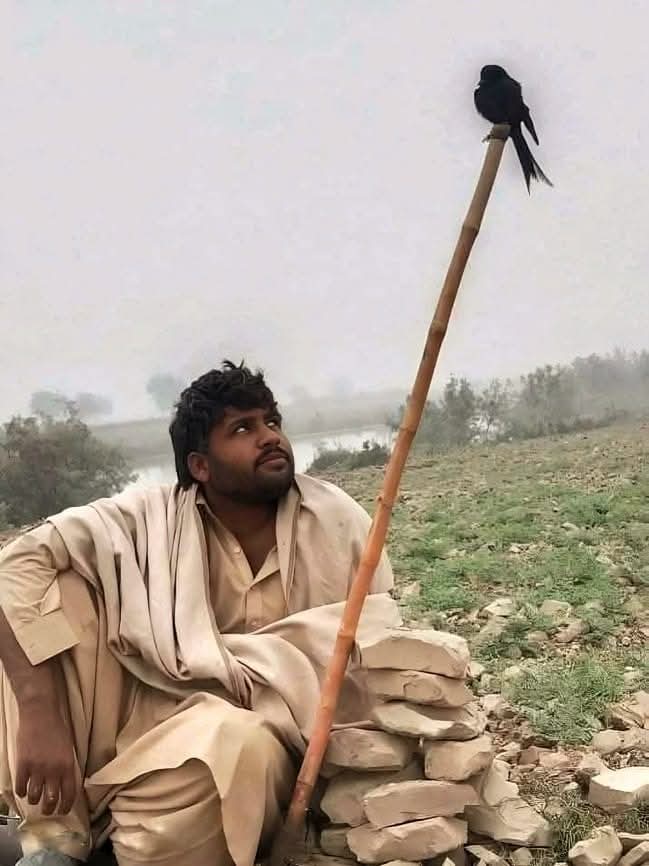 || ڈر  ہے چبا  نہ جائیں  کلیجہ نکال  کر
رہتے ہیں تیرے شہر میں ہندہ مزاج لوگ 🍂 
(جون ایلیاء)