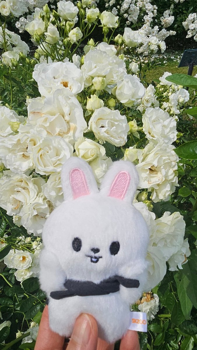 senarinaran's tweet photo. お天気良かったのでバラ園へ🌹
たくさんの種類のバラといい匂いに癒されたー☺ https://t.co/LVNMqLwZe6