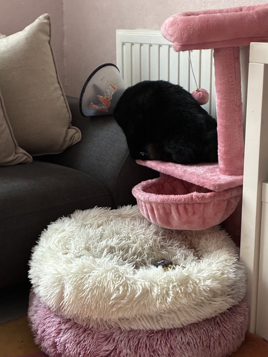 cybercat207's tweet image. #ThatFridayFeeling no explanation needed 🐾✅