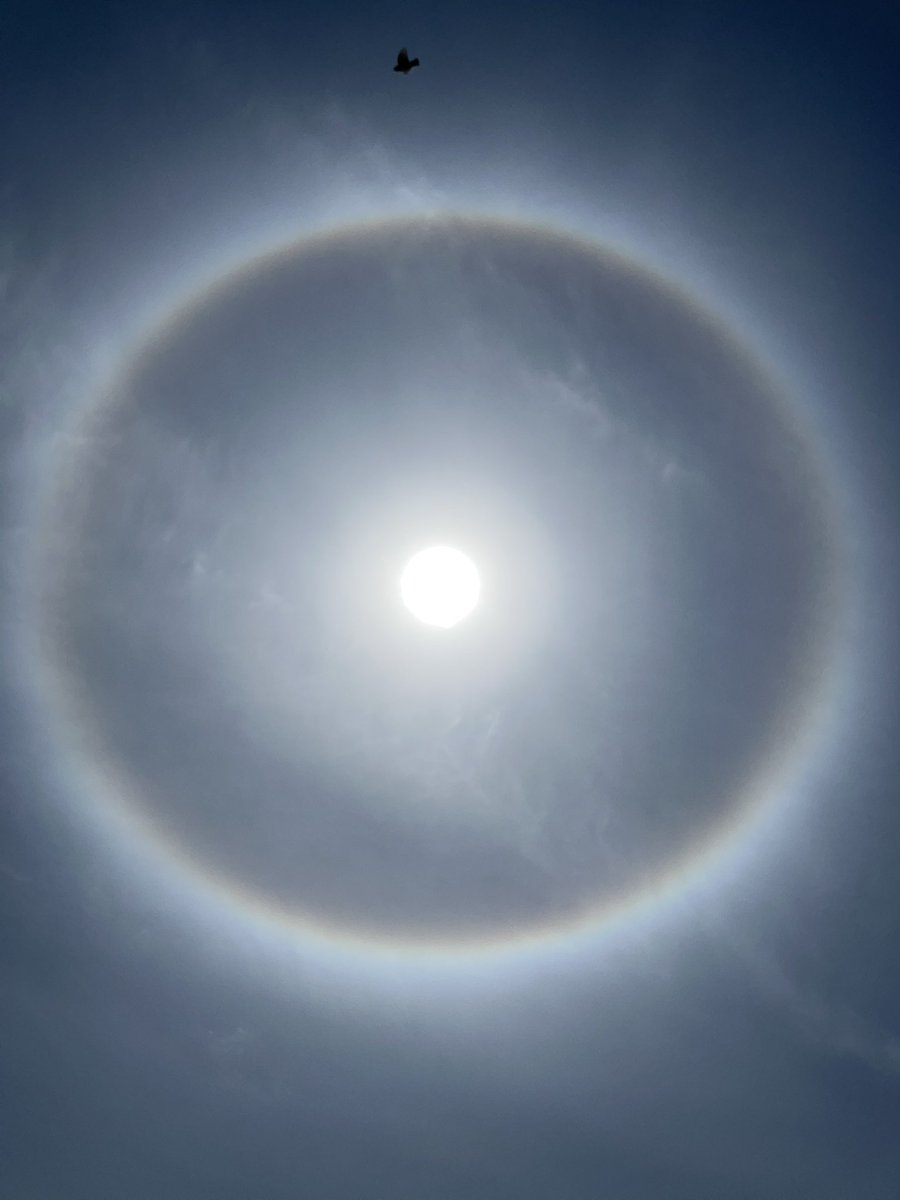 通りすがりのご婦人に教えてもらった、ハロ🌈

鳥が写ってる🕊️

なんか、うれしい気持ちになる🌈

#そら
#太陽
#虹 🌈