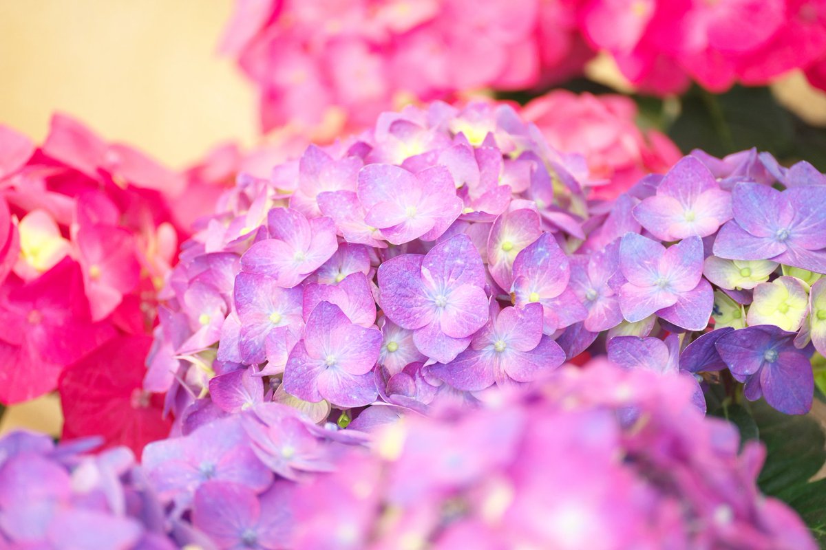 papawolf881's tweet image. 花粉期間中は撮影をサボりすぎたおかげで酷い結果だったのでエクストリームフォトウォーク
あけぼの山農業公園で各国の花の展示をやってました
現像控えめでもすごいの一言
#a7iii