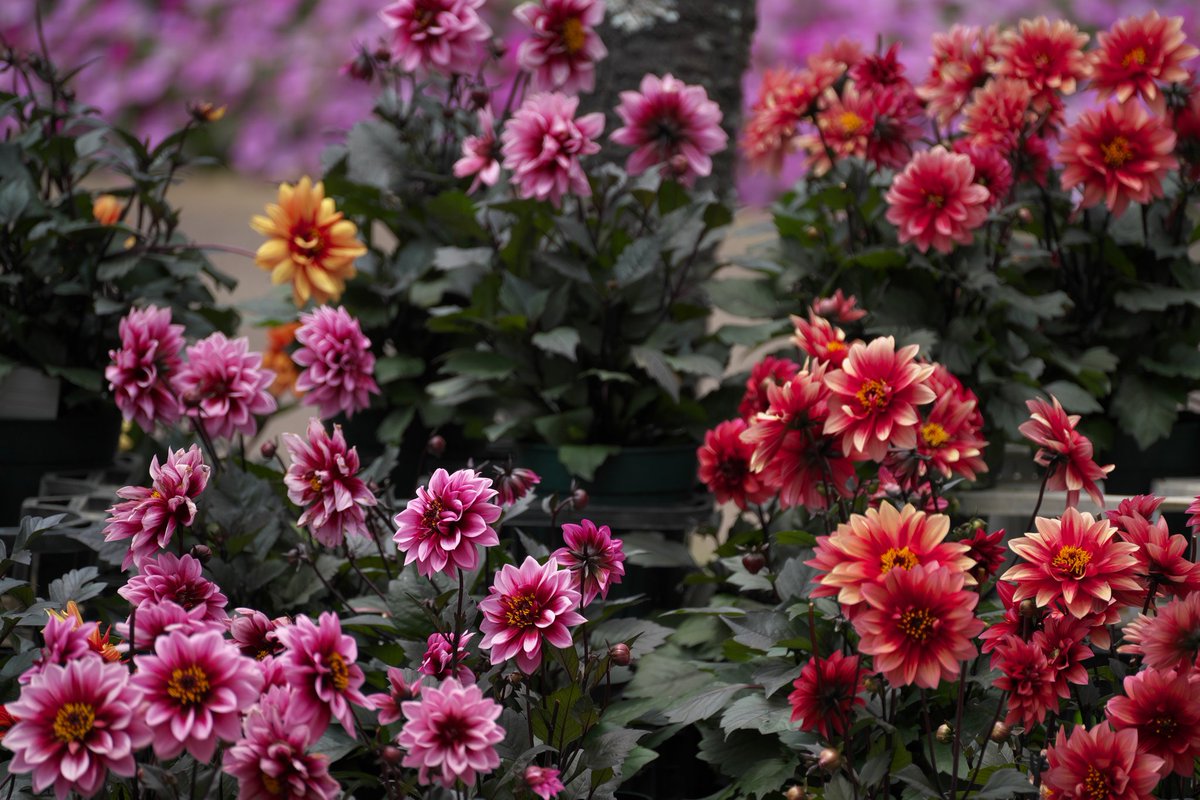 papawolf881's tweet image. 花粉期間中は撮影をサボりすぎたおかげで酷い結果だったのでエクストリームフォトウォーク
あけぼの山農業公園で各国の花の展示をやってました
現像控えめでもすごいの一言
#a7iii