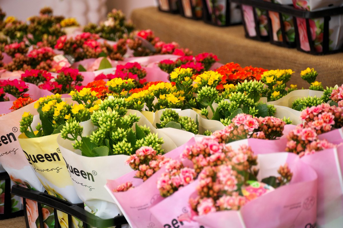 papawolf881's tweet image. 花粉期間中は撮影をサボりすぎたおかげで酷い結果だったのでエクストリームフォトウォーク
あけぼの山農業公園で各国の花の展示をやってました
現像控えめでもすごいの一言
#a7iii