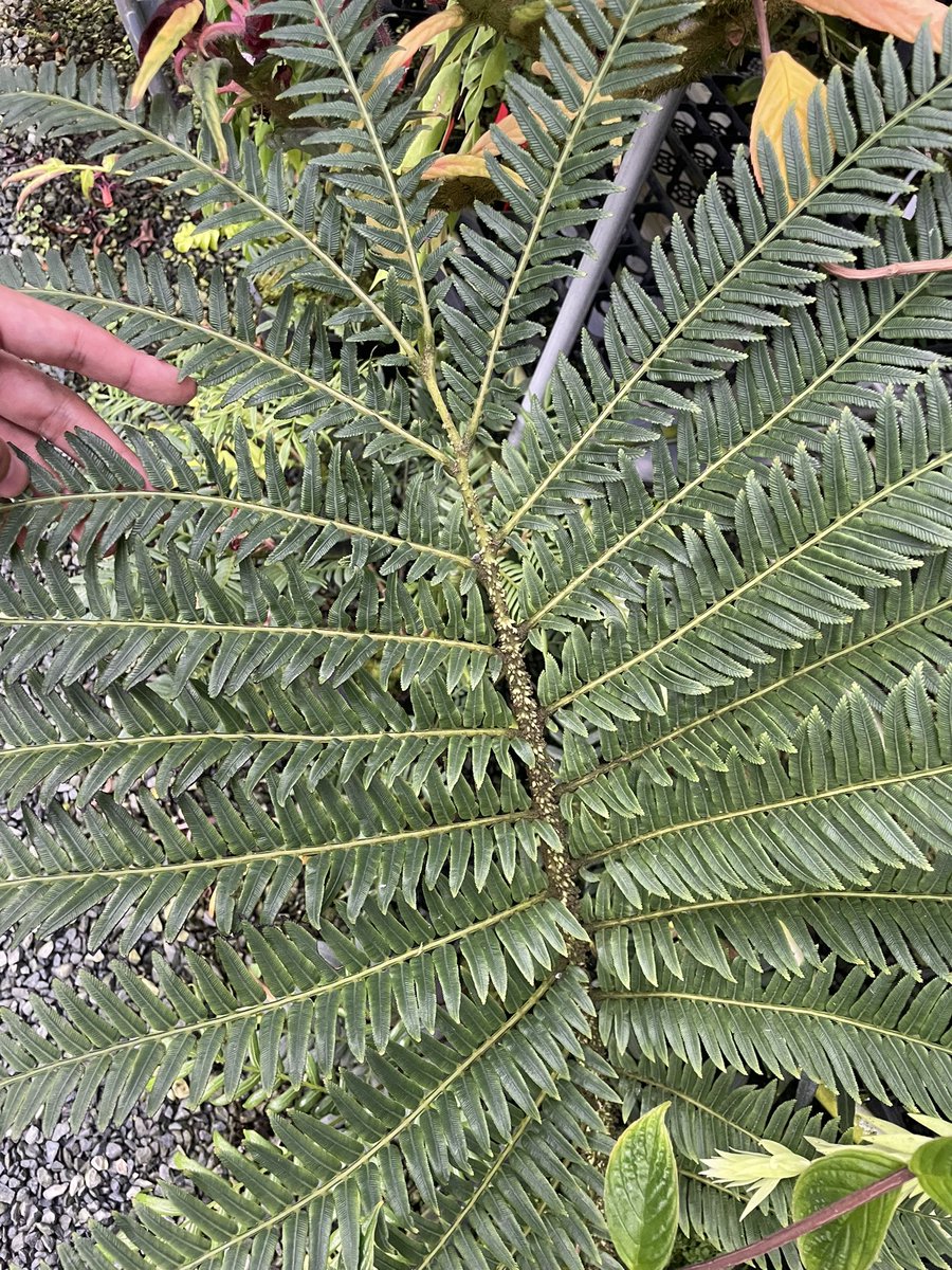 Ptisana squamosa パプアのトゲトゲなリュウビンタイモドキ 鱗片から