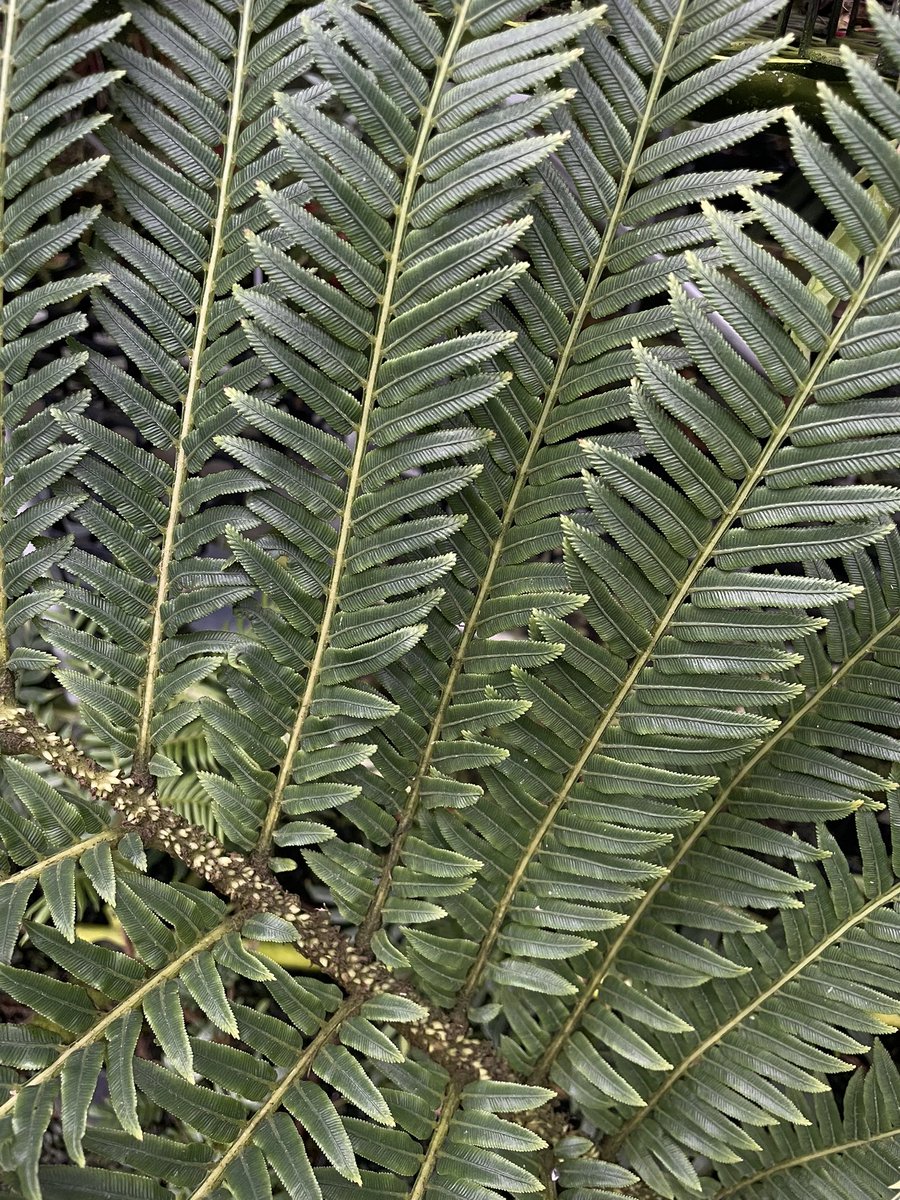 Ptisana squamosa パプアのトゲトゲなリュウビンタイモドキ 鱗片から