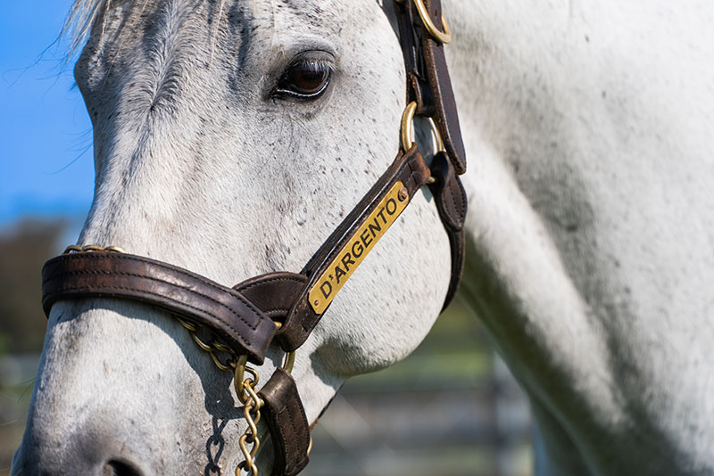 Bowness Stud & Watershed Farm (@bownessstud) on Twitter photo “We’re thrilled with how the progeny of D’Argento have performed so far on the track, and it’s a credit to the trainers who have given them the time they need to perform,” stated <a href="/BownessStud/">Bowness Stud & Watershed Farm</a>'s James Daly.
2025 D'Argento Fee Announcement: bownessstud.com.au/2025/05/22/bow… “We’re thrilled with how the progeny of D’Argento have performed so far on the track, and it’s a credit to the trainers who have given them the time they need to perform,” stated <a href="/BownessStud/">Bowness Stud & Watershed Farm</a>'s James Daly.
2025 D'Argento Fee Announcement: bownessstud.com.au/2025/05/22/bow…