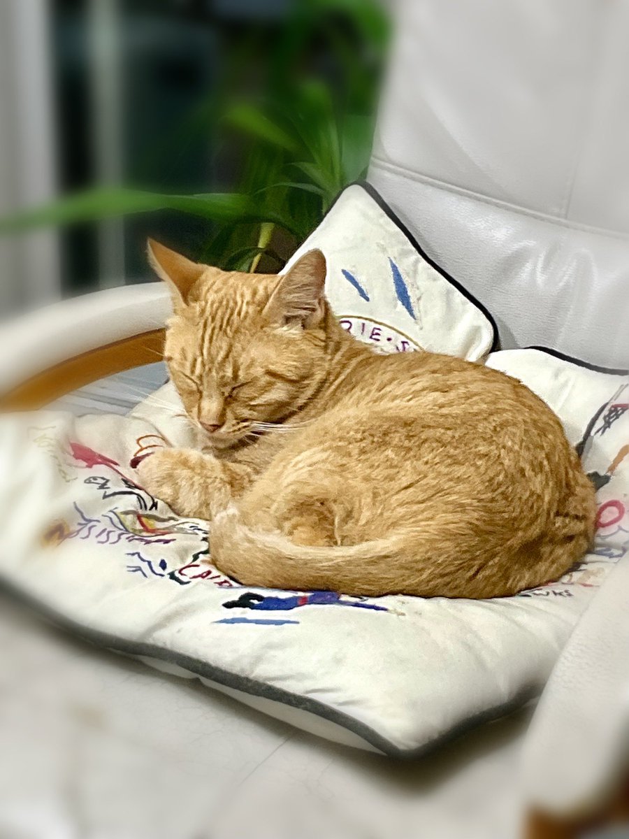 最近のお気に入りのお店〜🍜
一杯のつもりが💦
#蘭州