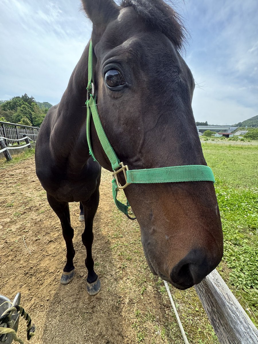 いよいよ明日から2日間ぼくちんのお仕事です🐴
雨降らないといいなー
あーした天気になあれ☀️