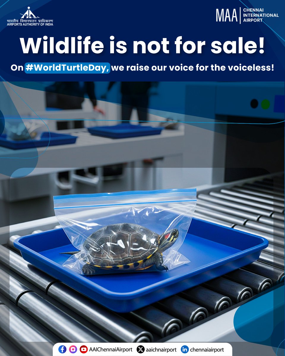Chennai (MAA) Airport (@aaichnairport) on Twitter photo Stand for wildlife. Support conservation.
Turtles have roamed Earth for over 200 million years. On #WorldTurtleDay, let’s raise awareness against trafficking and support turtle conservation worldwide.
#ChennaiAirport #AAIAirports #WildlifeConservation
<a href="/MoCA_GoI/">MoCA_GoI</a> |<a href="/AAI_Official/">Airports Authority of India</a> Stand for wildlife. Support conservation.
Turtles have roamed Earth for over 200 million years. On #WorldTurtleDay, let’s raise awareness against trafficking and support turtle conservation worldwide.
#ChennaiAirport #AAIAirports #WildlifeConservation
<a href="/MoCA_GoI/">MoCA_GoI</a> |<a href="/AAI_Official/">Airports Authority of India</a>