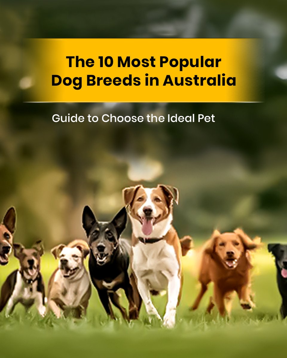 DiscPetCareAU's tweet image. Curious which dog breeds are winning hearts across Australia? 

From playful Poodles to loyal Labradors, explore the 10 most popular pups that Aussies love!"

📖 Read more: bit.ly/3YWYNhg

#DogBreeds #AustralianDogs #PetLovers #LabradorLove #CavoodleLife #PetCareTips