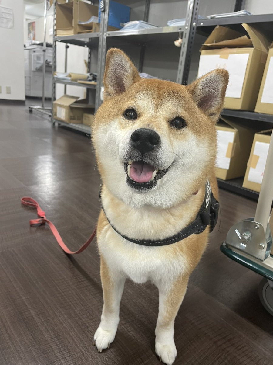 いぬきたあああ