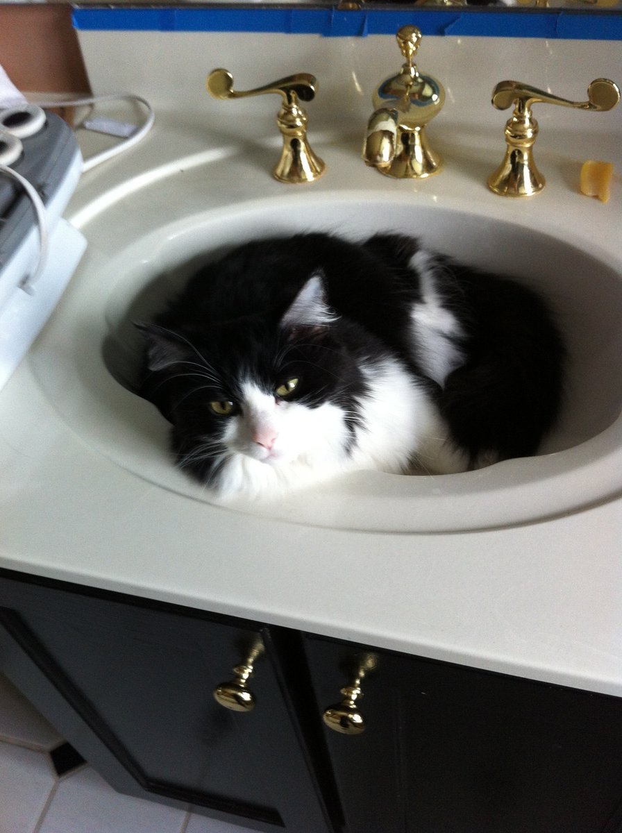 ByRuledCats's tweet image. A clever cat takes over ๐๐ #RulingOverHumanity 
Remember to feed me! ๐ป