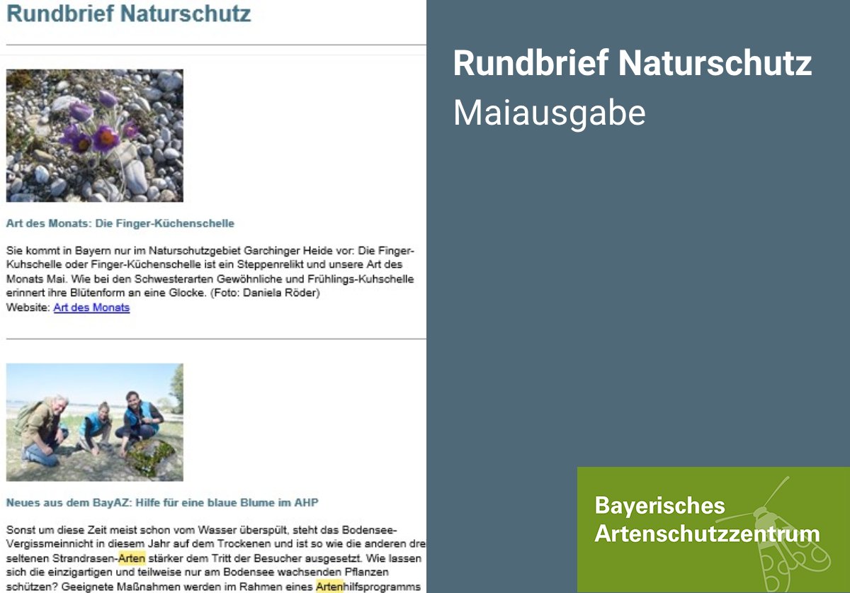 Eine lila Blume wächst nur in der #GarchingerHeide, eine blaue Blume nur am Bodensee und auch der #Schwarzstorch ist in Bayern recht selten: Artenschutz ist im aktuellen #RundbriefNaturschutz mehrfach Thema.
#BayerischesArtenschutzzentrum
👉 s.bayern.de/rundbrief-natu…