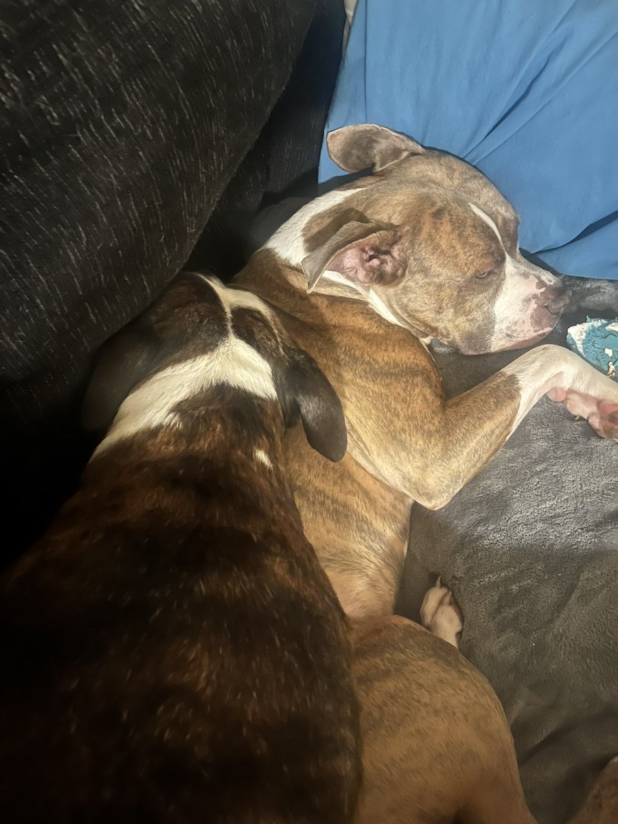 This makes me so happy
🐶🐾