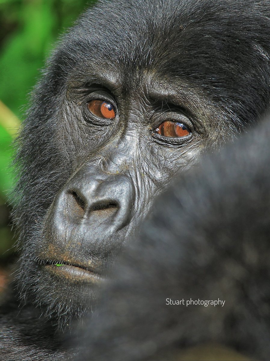 How many times have you done #gorillatrekking?
Comment with photos when you did a #gorillatrekkingsafari
#gorillatrekkingphotography
#photographgorillas
#visituganda