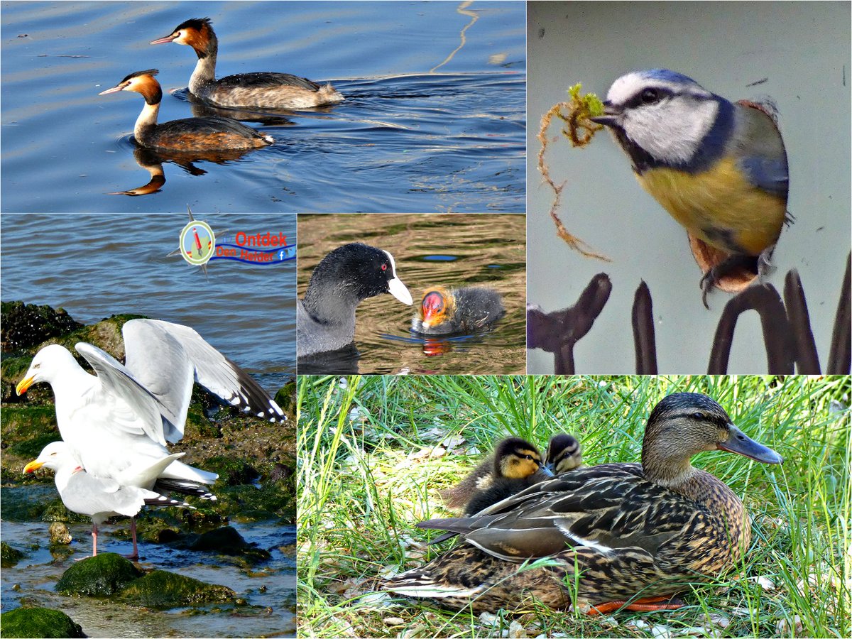 Alles is #liefde 😊#vogels #birds #lente #spring #voorjaar #natuur #nature #NaturePhotography