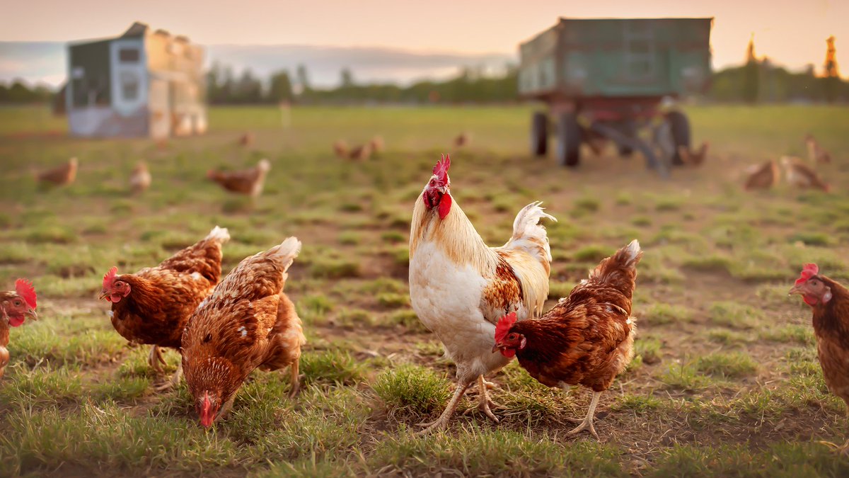 Utrix is accelerating its growth in the MEA region to meet poultry farming challenges head-on. Check out this article to learn more about their expanded presence and expertise. 👉 zurl.co/51DgF 

#MEAMarkets #PoultryFarming #MEA #Utrix