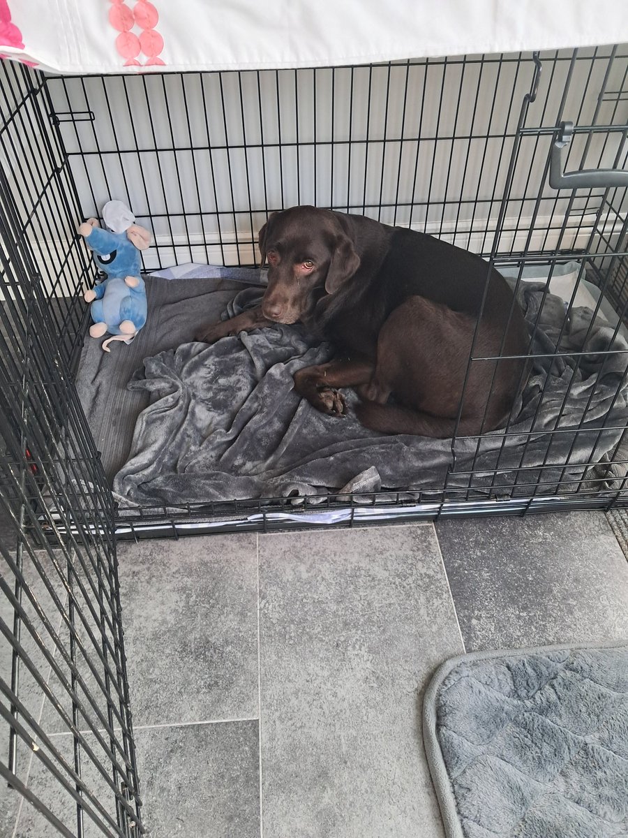Ted_Choc_Lab's tweet photo. She was just jumping in the car something she does On a regular basis!! A freak accident!! 
I thought l'd share it as you all need to be careful when jumping about !! 
So far, recovery is good Dusty is in jail with Ted looking after little Sister !! https://t.co/z2XxMU87zi