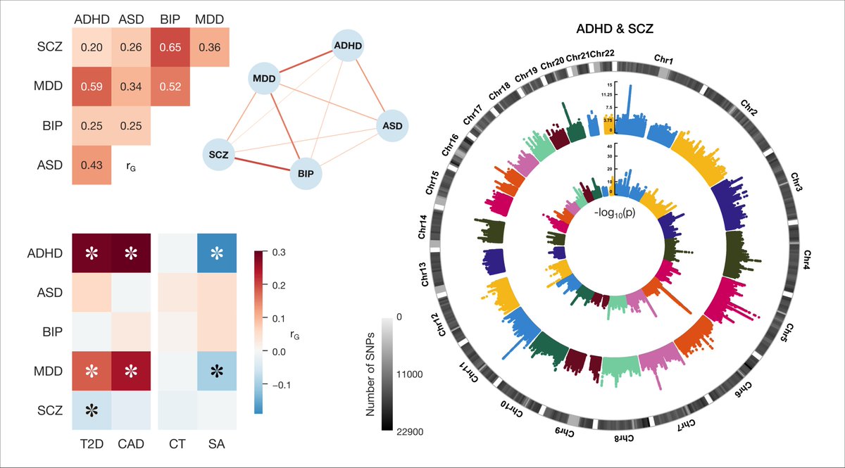 KopalJakub's tweet image. #Multimorbidity is a pressing challenge in health care.
We dissect its genetic architecture across mental and physical health, revealing shared and distinct links between brain structure, psychiatric disorders, and cardiometabolic disease.
medrxiv.org/content/10.110…