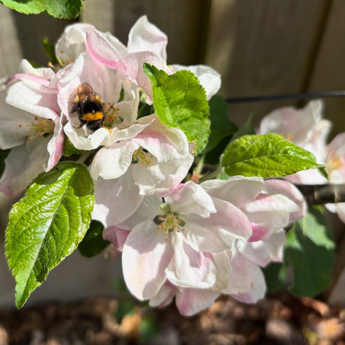 My apple blossom are now tiny proto apples, here they are from a couple of weeks ago, humming.

#NaturePhotography #blossomwatch #naturewalktothegarden