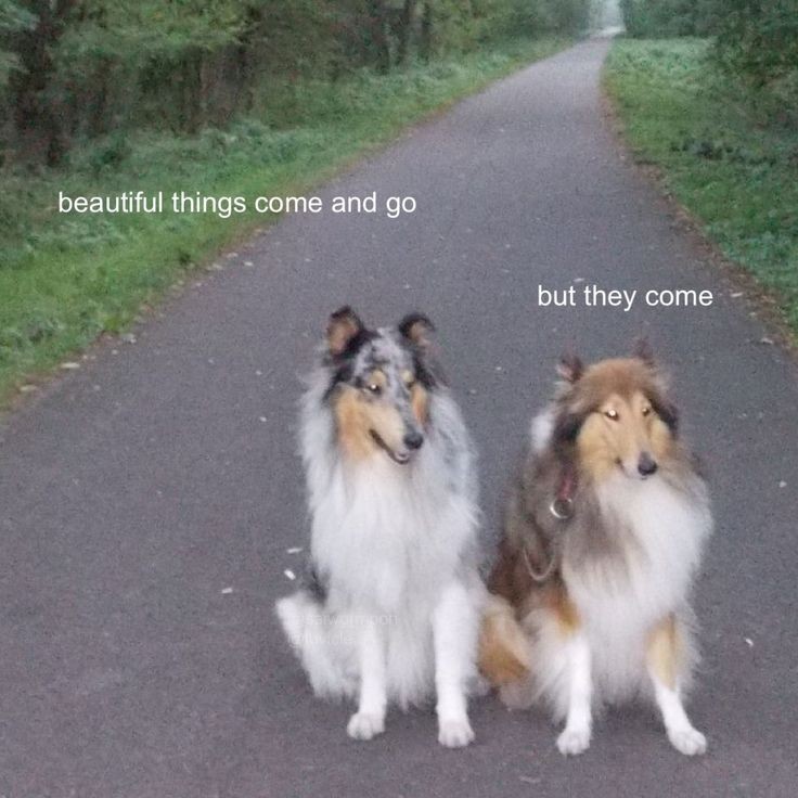 caninepoetry_'s tweet image. 